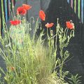 coquelicots