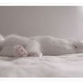 Cat's Day - Pure White - 