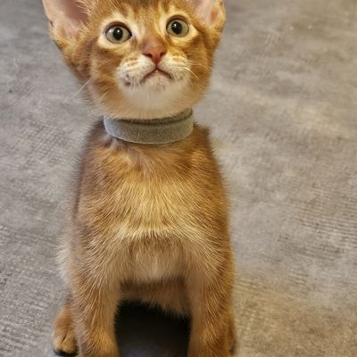 Chaton Abyssin Sorrel à réserver: