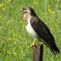 Buse Variable 
