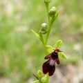 OPHRYS INSECTIFERA