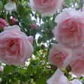 Fleurs après la pluie