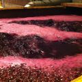 Après six jours de vendanges, et le Beaujolais Nouveau BIO 2013 est déjà en pleine fermentation