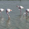 FLAMANTS ROSES EN CAMARGUE