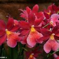 Huit jours pour les amoureux des orchidées à Orléans