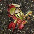 dionaea fine tooth x red, (Karnivores)