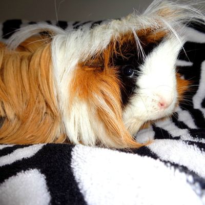 Le retour des chonchons^^