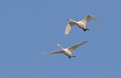 Cygnes de beau temps ....