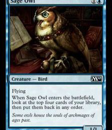 Hibou Savant - Sage Owl
