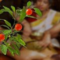 Ashwagandha, racine de vitalité Ayurvédique 