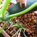 Un potager BIO sur mon balcon ... Les courgettes arrivent.