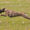 Sandline in coursing