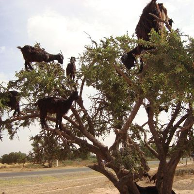 Arbre à chèvres