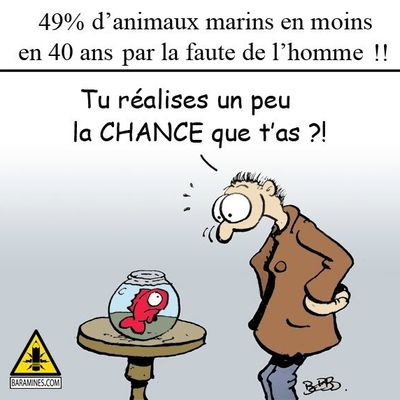 Heureux comme un poisson dans l'eau ?