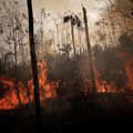 LA FRANCE ET LA DEFORESTATION AU BRESIL.