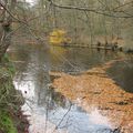 Balade dans les bois