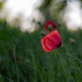 coquelicot