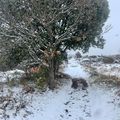 Au plateau de Callivore sous les flocons