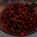 Dernier gros saladier de Cerises