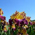 [Drôme] iris et pivoines... promenades dans des champs de fleurs