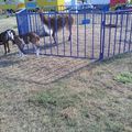 Les très beaux animaux du #cirque arrêt Parc expo à #Blois à coté de la #Loire