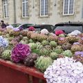 Fêtes de l'artichaud le 14 juillet 2024