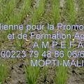 PRESENTATION DE L' AGENCE MALIENNE POUR LA PROMOTION, D'EXPERTISE ET DE FORMATION AGRICOLE A.M.P.E.F.A