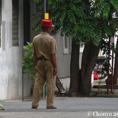 Elégance ? Une évidence bombayite !