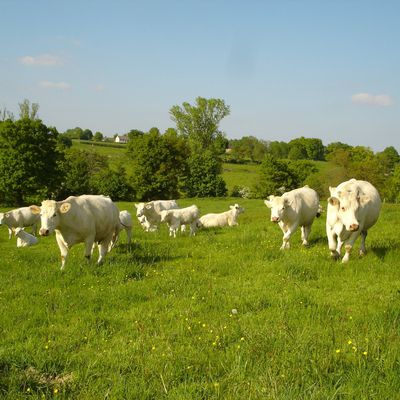 Une exploitation de taille moyenne 