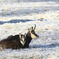 à la rencontre des chamois