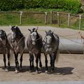 Dressage chevaux en libertés