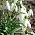 Le Perce-neige..Annonce de la fin de l’hiver ?