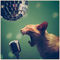 Chat chanteur