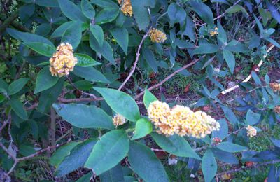 BUDDLEIA ou arbre à papillons