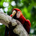 Ara rouge côte pacifique costa rica