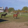 voici les deux chevaux de la ferme ! Peece (noir) Lady (maron)