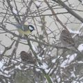 Quelle jolie journée de neige ! et d'oiseaux...