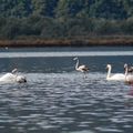 biguglia le 26/10/12 flamants et cygnes tony