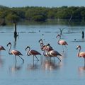 Cuba - Cienaga de Zapata côté mangrove