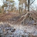 Faux de Verzy sous la neige