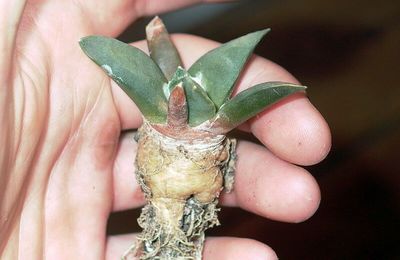 Ariocarpus furfuraceus v.rostratus diametre: