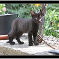 Les chatons dans le jardin et dans les arbres