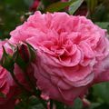 La rose Mireille Darc