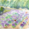 Aquarelle en Provence #3