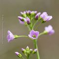 Fleur des champs * Field flower