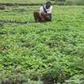 Kasaï-Oriental : 1,4 millions de dollars américains pour relancer la production agricole