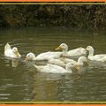 CANARDS BLANCS