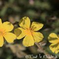 La balade estivale : fleurs de Provence