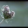 Divers fleurs sauvages rencontrés ces derniers jours