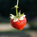 La fraise qui n'avait pas ôté sa jupe